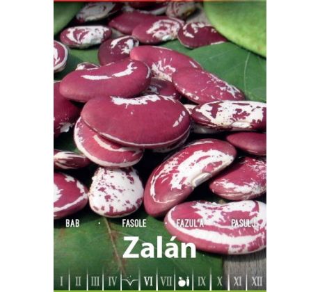 Fazuľa Zalán - kolíková