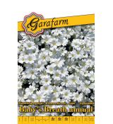 Gypsomilka úhľadná Baby´s Breath - biela