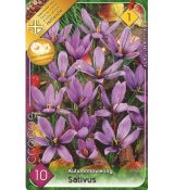 Crocus Autumnflowering - sativus