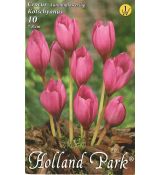 Crocus Autumnflowering - kotschyanus