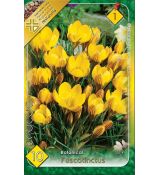 Crocus chrysanthus - Fuscotinctus