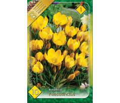 Crocus chrysanthus - Fuscotinctus
