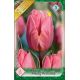 Tulipa - Pretty Princess