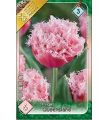 Tulipa Fringed Double - Queensland
