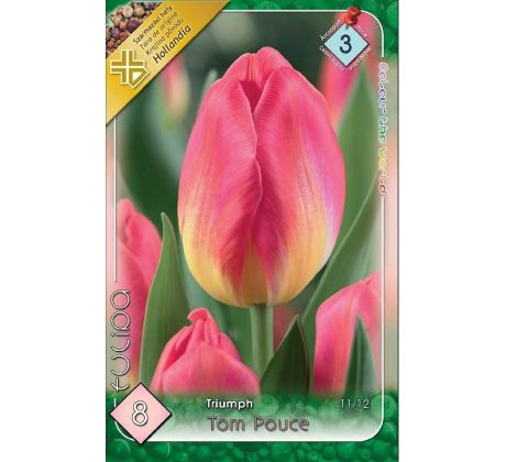 Tulipa - Tom Pouce / 8ks v balení