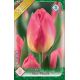 Tulipa - Tom Pouce / 8ks v balení