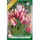 Tulipa - Flaming Club