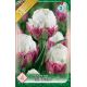 Tulipa - Ice Cream