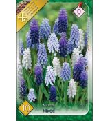 Muscari mixed