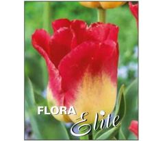 Tulipa - Match