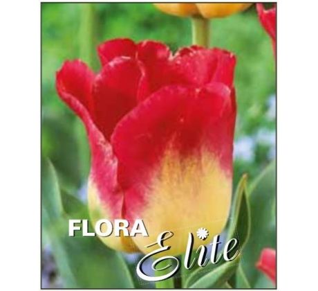 Tulipa - Match