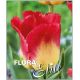 Tulipa - Match