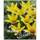 Tulipa - Partitura