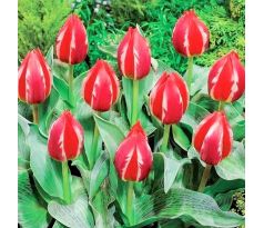 Tulipa - Friendly Fire