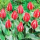 Tulipa - Friendly Fire