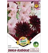 Duo Dahlia - Gladiolus