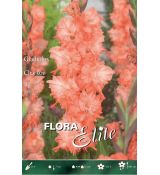 Gladiolus - Charkov