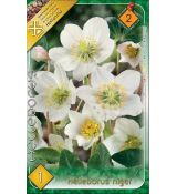 Helleborus niger