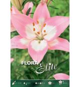 Lilium asiatic - Njoyz