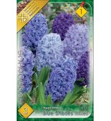 Hyacinthus - Blue Shades mixed