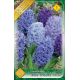 Hyacinthus - Blue Shades mixed