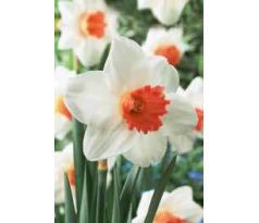 Narcissus - Cool Flame