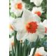 Narcissus - Cool Flame