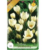 Crocus chrysanthus - Snowbunting