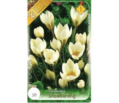 Crocus chrysanthus - Snowbunting