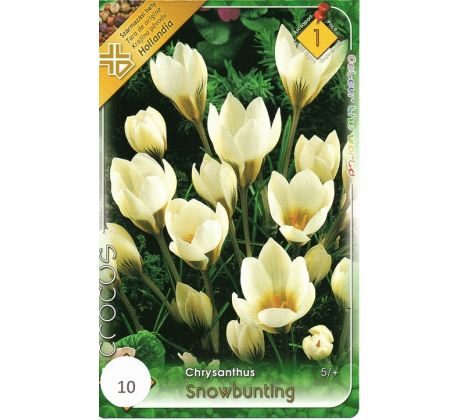 Crocus chrysanthus - Snowbunting