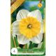Narcissus Large Cupped - Ice Follies