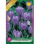 Crocus Large Flowering - Flower Record