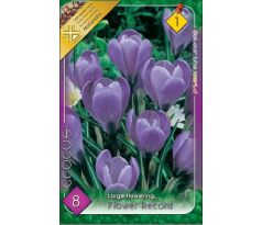 Crocus Large Flowering - Flower Record