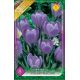 Crocus Large Flowering - Flower Record