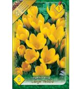 Crocus Large Flowering - yellow