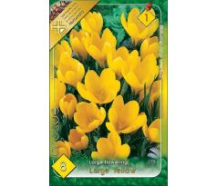 Crocus Large Flowering - yellow
