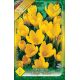 Crocus Large Flowering - yellow