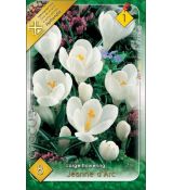 Crocus Large Flowering - Jeanne d´Arc