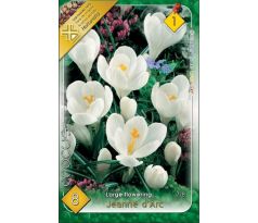 Crocus Large Flowering - Jeanne d´Arc