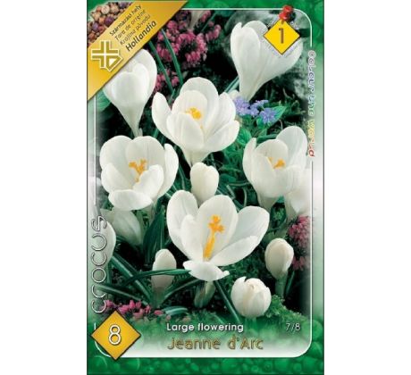 Crocus Large Flowering - Jeanne d´Arc
