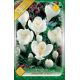 Crocus Large Flowering - Jeanne d´Arc