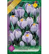 Crocus Large Flowering - Pickwick