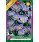 Crocus Large Flowering - Remembrance