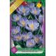 Crocus Large Flowering - Remembrance
