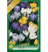 Crocus Large Flowering - mixed