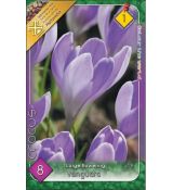 Crocus Vanguard