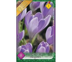 Crocus Vanguard
