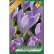 Crocus Vanguard