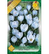 Crocus chrysanthus - Blue Pearl