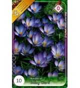 Crocus Species -Tommas. Ruby Giant